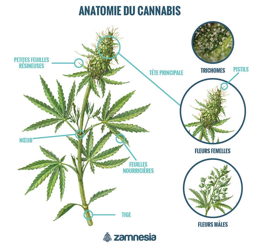 Anatomie Du Cannabis : Connaître Le Plant De Cannabis - Zamnesia